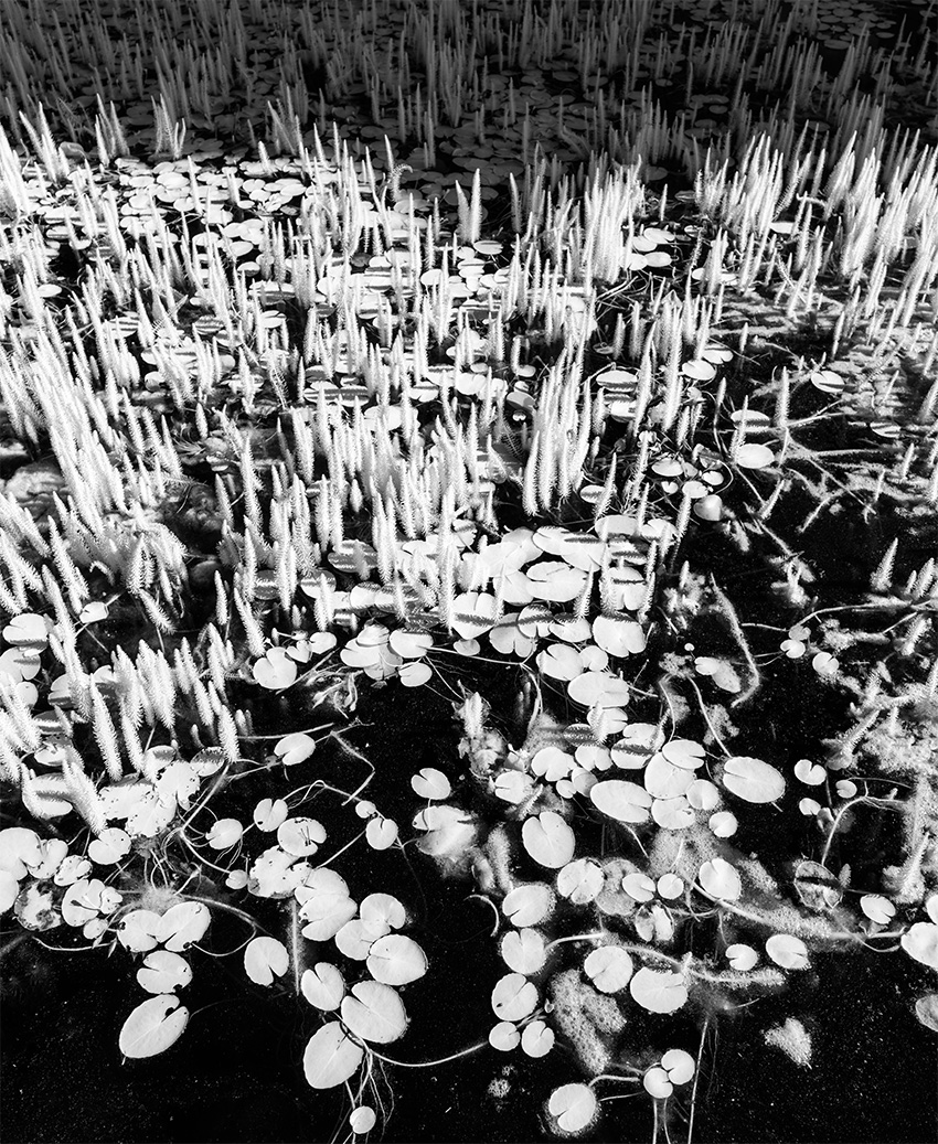 Vertical Panoramic Infrared Photo of Park Pond with Spiky Evergreen-Like Water Plants.